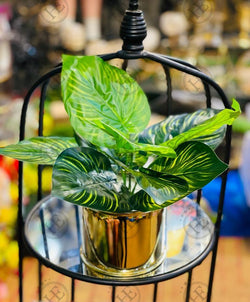 Golden Metal Pot With Plant GPP102